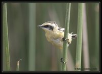 Many-colored Rush-Tyrant - Tachuris rubrigastra