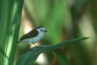 Black-backed Water-Tyrant - Fluvicola albiventer