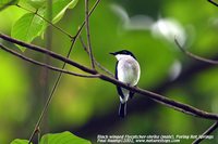 Black-winged Flycatcher-shrike - Hemipus hirundinaceus