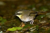 Yellow-throated Scrubwren - Sericornis citreogularis