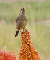 Malachite Sunbird - Nectarinia famosa