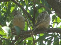 Black-throated Canary - Serinus atrogularis