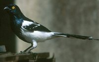 Magpie Tanager - Cissopis leveriana