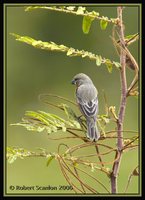 Ruddy-breasted Seedeater - Sporophila minuta