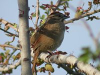 Rusty Sparrow - Aimophila rufescens