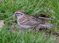 Chipping Sparrow - Spizella passerina