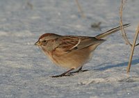 American Tree Sparrow - Spizella arborea