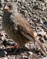 Volcano Junco - Junco vulcani