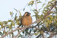 Golden-billed Saltator - Saltator aurantiirostris