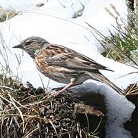 Himalayan Accentor