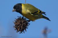 *NEW* Hooded Siskin