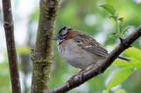 Chingolo (o Copet??n) - Rufous-collared Sparrow
