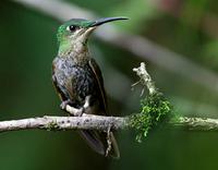 Fawn-breasted brilliant (male)