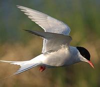 Arctic Tern Hovering