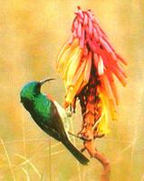 Doppelbandnektarvogel/Northern double-collared sunbird (Nectarinia preussi kikuyuensis)