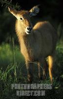 ...Young Defassa waterbuck ( Kobus ellipsiprymnus defassa ) , Queen Elisabeth National Park , Ugand