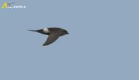 Fig. 6. White-rumped Swift : 칼새