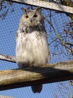 Sibirischer Uhu (Bubo bubo sibiricus)