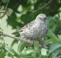 Rufous-tailed Weaver p.506