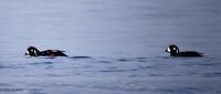 흰줄박이오리 Harlequin Duck Histrionicus histronicus