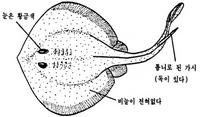 흰가오리 Urolophus aurantiacus Muller et Henle