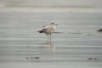 Goéland à bec           cerclé H1 (Larus delawarensis)