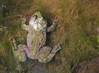 : Bombina variegata; Yellow-bellied Toad