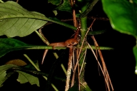 : Bolitoglossa dunni