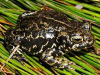 : Bufo exsul; Black Toad