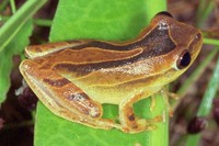 : Dendropsophus minutus