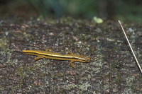 : Eurycea bislineata; Two-lined Salamander