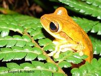 : Hypsiboas bischoffi