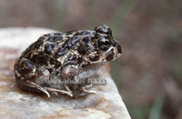 : Odontophrynus achalensis