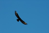 : Aquila verreauxii; Verreaux's Eagle