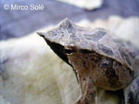 : Rhinoderma darwinii; Darwin's Frog