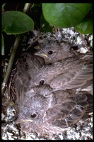 : Carpodacus sp.; Finch