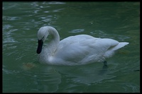 : Cygnus columbianus; Tundra Swan