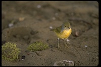 : Dendroica petechia aureola; Yellow Warbler