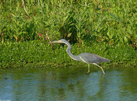 : Egretta tricolor; Tricolored Heron