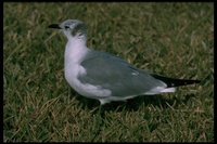 : Larus atricilla; Laughing Gull