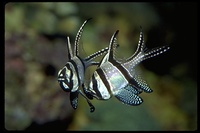 : Pterapogon kauderni; Banggai Cardinal Fish