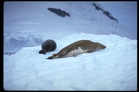 : Lobodon carcinophagus; Crabeater Seal