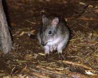 : Pororous tridactylus; Potoroo