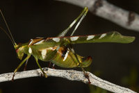 : Insara covilleae; Creosote Bush Katydid