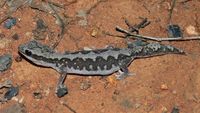 : Diplodactylus vittatus; Eastern Stone Gecko