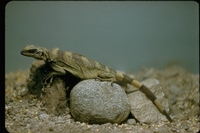 : Sauromalus obesus; Chuckwalla