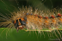 : Lymantria dispar; Gypsy Moth Caterpillar