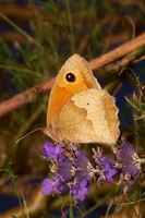 : Maniola jurtina