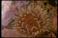 : Urticina sp.; Sea Anemone
