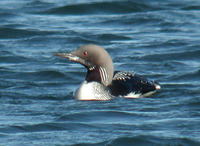 Black-throated Diver